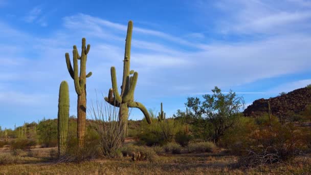 Μια Άποψη Αναζητούν Ένα Κάκτο Saguaro Carnegiea Gigantea Από Βάση — Αρχείο Βίντεο