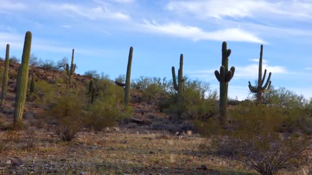 Tittar Upp Saguaro Kaktus Carnegiea Gigantea Från Dess Bas Kaktusar — Stockvideo