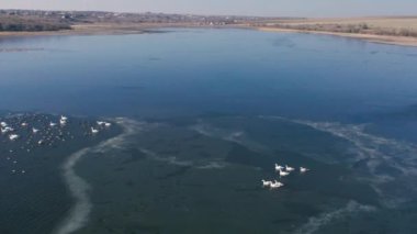 Ukrayna 'nın Tiligul haliçlerinde kışı geçirirken büyük bir buz deliğinde ördek ve kuğu sürüsü