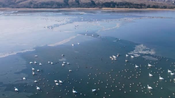 Drone Shot Flock Mallard Ducks Swans Large Ice Hole Wintering — Stock Video