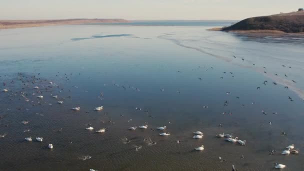 Flock Mallard Ducks Swans Large Ice Hole Wintering Tiligul Estuary — Stock Video