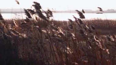 Kuru kamış salınımları (Phragmites Communis) rüzgarda, Ukrayna 'nın sulak alanları, Tiligul halkları