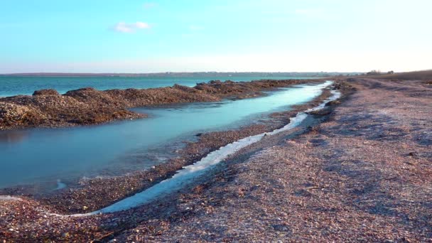 Emissões Tempestades Provenientes Conchas Moluscos Bivalves Algas Zonas Húmidas Ucrânia — Vídeo de Stock