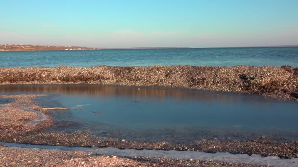 Emissões Tempestades Provenientes Conchas Moluscos Bivalves Algas Zonas Húmidas Ucrânia — Vídeo de Stock