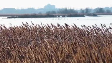 Kuru kamış salınımları (Phragmites Communis) rüzgarda, Ukrayna 'nın sulak alanları, Tiligul halkları