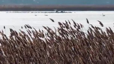Kuru kamış salınımları (Phragmites Communis) rüzgarda, Ukrayna 'nın sulak alanları, Tiligul halkları