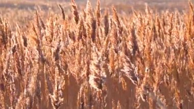 Kuru kamış salınımları (Phragmites Communis) rüzgarda, Ukrayna 'nın sulak alanları, Tiligul halkları