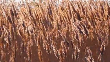 Kuru kamış salınımları (Phragmites Communis) rüzgarda, Ukrayna 'nın sulak alanları, Tiligul halkları