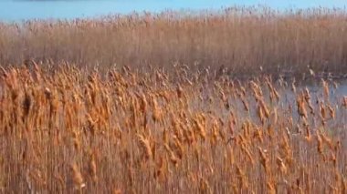 Kuru kamış salınımları (Phragmites Communis) rüzgarda, Ukrayna 'nın sulak alanları, Tiligul halkları