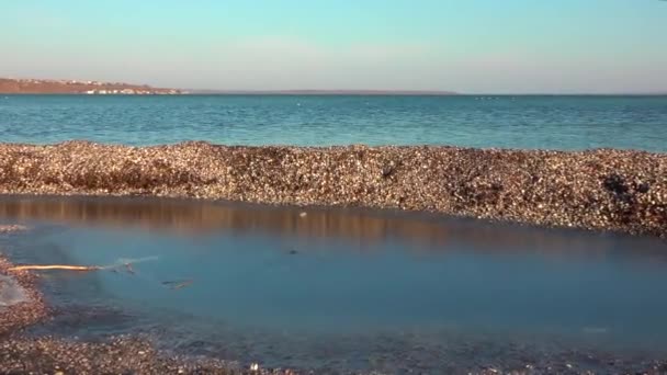 Выбросы Шторма Раковин Двустворчатых Моллюсков Водорослей Водно Болотных Угодий Украины — стоковое видео