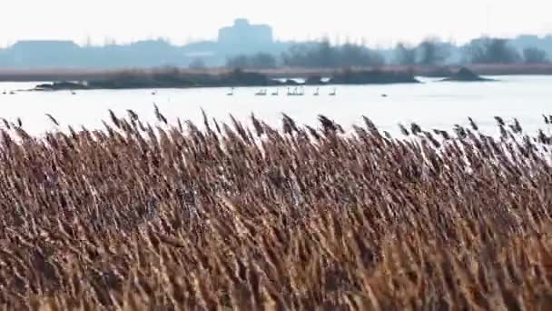 风中的干草槽 Phragmites Communis 乌克兰湿地 Tiligul河口 — 图库视频影像