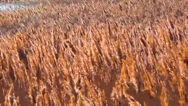 Droge Riet Zwaaien Phragmites Communis Wind Wetlands Van Oekraïne Tiligul — Stockvideo