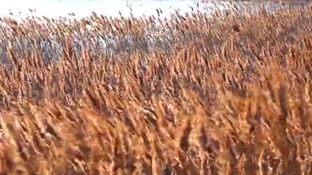 Sucha Trzcina Kołysze Się Phragmites Communis Wietrze Tereny Podmokłe Ukrainy — Wideo stockowe
