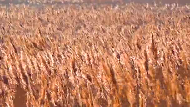 Balanceo Caña Seca Phragmites Communis Viento Humedales Ucrania Estuario Tiligul — Vídeo de stock