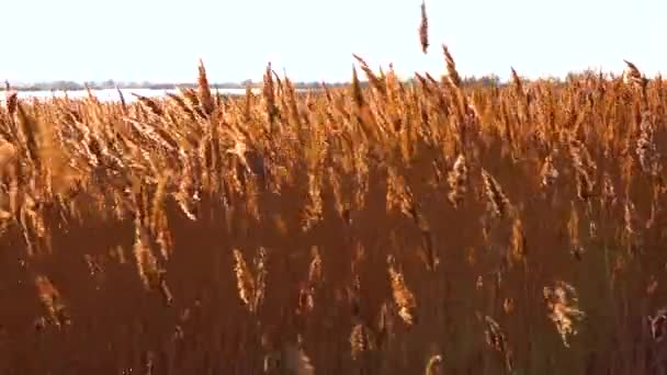 Sucha Trzcina Kołysze Się Phragmites Communis Wietrze Tereny Podmokłe Ukrainy — Wideo stockowe