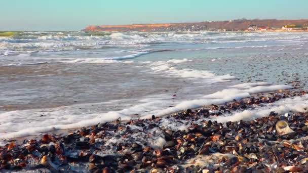 Duże Fale Pianką Pobliżu Brzegu Podczas Silnej Burzy Morze Czarne — Wideo stockowe