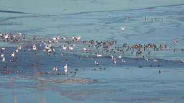 İHA atışı. Bir ördek sürüsü, Ukrayna 'nın Tiligulsky nehrinde kışı geçirmek üzere büyük bir buz polinyasında sinekler, kuğular ve ördekler gibi uçar.