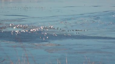 İHA atışı. Bir ördek sürüsü, Ukrayna 'nın Tiligulsky nehrinde kışı geçirmek üzere büyük bir buz polinyasında sinekler, kuğular ve ördekler gibi uçar.