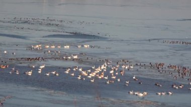 İHA atışı. Bir ördek sürüsü, Ukrayna 'nın Tiligulsky nehrinde kışı geçirmek üzere büyük bir buz polinyasında sinekler, kuğular ve ördekler gibi uçar.