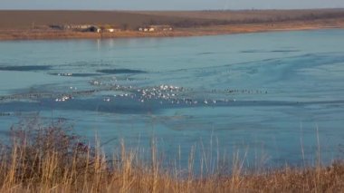 İHA atışı. Bir ördek sürüsü, Ukrayna 'nın Tiligulsky nehrinde kışı geçirmek üzere büyük bir buz polinyasında sinekler, kuğular ve ördekler gibi uçar.
