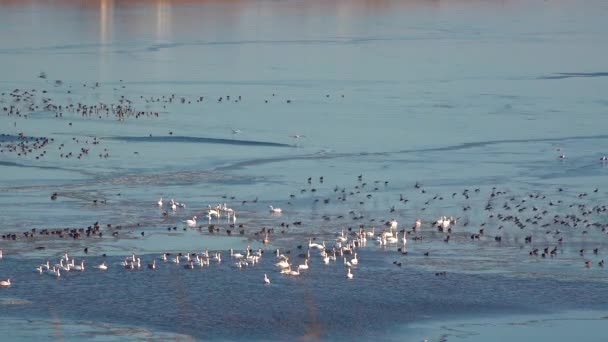 ドローンで撃たれた ウクライナのティリグルスキー河口で冬に大規模な氷のポリニャでマガモの群れが飛ぶ 白鳥やアヒル — ストック動画