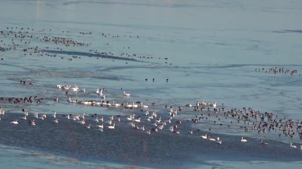 ドローンで撃たれた ウクライナのティリグルスキー河口で冬に大規模な氷のポリニャでマガモの群れが飛ぶ 白鳥やアヒル — ストック動画