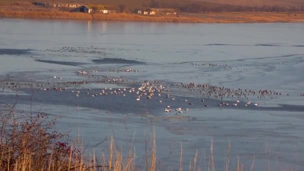 Disparo Dron Una Bandada Ánades Reales Vuela Cisnes Patos Una — Vídeos de Stock