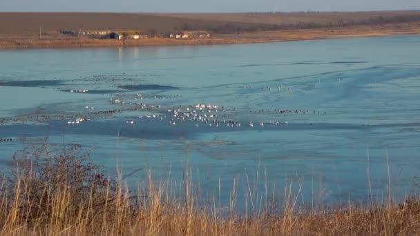 无人机中枪了乌克兰蒂里古尔斯基河口 一群野鸭在一个巨大的冰上聚居地里飞着 天鹅和鸭子过冬 — 图库视频影像