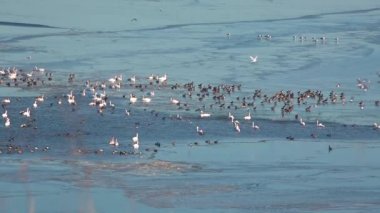 İHA atışı. Ukrayna 'nın Tiligul haliçlerinde kışı geçirirken büyük bir buz deliğinde ördek ve kuğu sürüsü