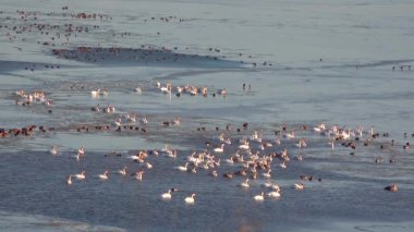 İHA atışı. Ukrayna 'nın Tiligul haliçlerinde kışı geçirirken büyük bir buz deliğinde ördek ve kuğu sürüsü
