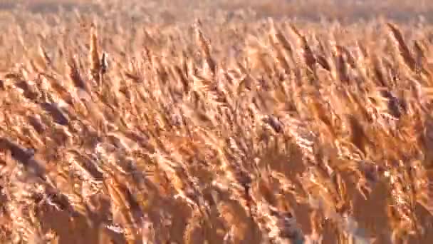 Sucha Trzcina Kołysze Się Phragmites Communis Wietrze Tereny Podmokłe Ukrainy — Wideo stockowe