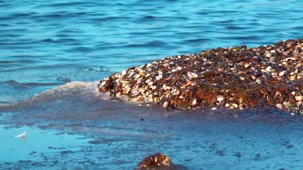 Emissões Tempestades Provenientes Conchas Moluscos Bivalves Algas Zonas Húmidas Ucrânia — Vídeo de Stock