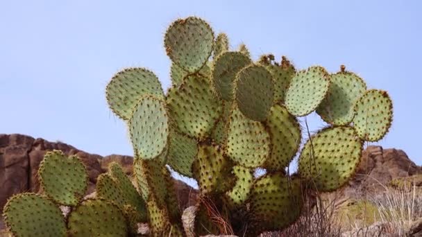 Engelmann Prickly Pear Cactus Apple Opuntia Engelmannii Cacti Winter Mountains — 비디오