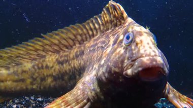 Rusty blenny veya Karadeniz harmanı (Parablennius sanguinolentus), balıklar genellikle solungaçlarıyla yakın çekimde nefes alırlar.