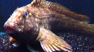 Rusty blenny veya Karadeniz harmanı (Parablennius sanguinolentus), balıklar genellikle solungaçlarıyla yakın çekimde nefes alırlar.
