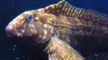 Rusty blenny veya Karadeniz harmanı (Parablennius sanguinolentus), balıklar genellikle solungaçlarıyla yakın çekimde nefes alırlar.