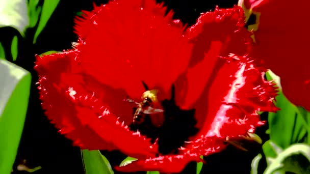 Eine Biene Sammelt Pollen Und Nektar Einer Großen Roten Mohnblume — Stockvideo