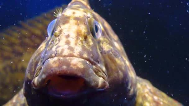 Рыба Ржавая Черноморская Parablennius Sanguinolentus Рыба Часто Дышит Жабрами Крупным — стоковое видео