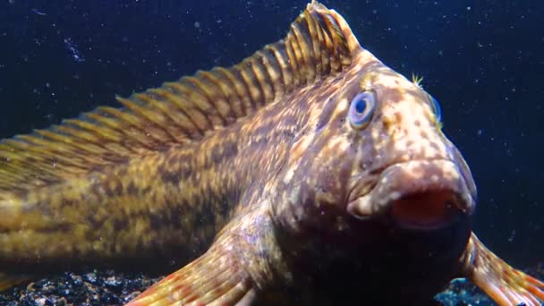Rusty Blenny Black Sea Blenny Parablennius Sanguinolentus Ψάρι Αναπνέει Συχνά — Αρχείο Βίντεο