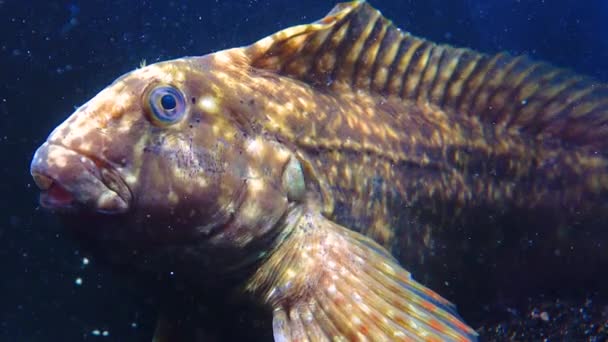 Rusty Blenny Black Sea Blenny Parablennius Sanguinolentus Ψάρι Αναπνέει Συχνά — Αρχείο Βίντεο
