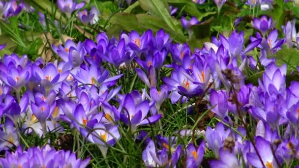 Flores Color Púrpura Brillante Una Rara Planta Azafrán Primavera Jardín — Vídeos de Stock