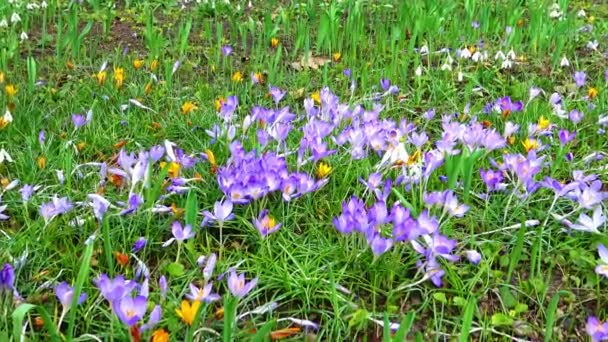 Jasne Purpurowe Kwiaty Rzadkiego Krokusa Roślinnego Wiosną Ogrodzie — Wideo stockowe