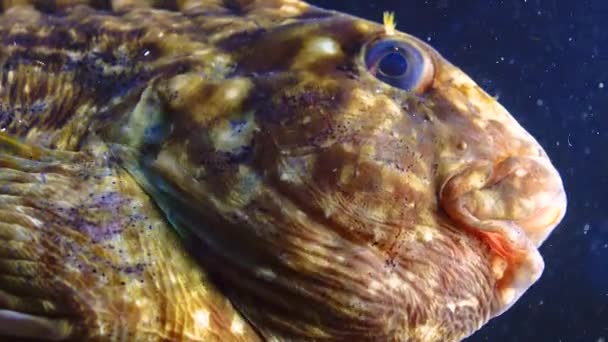 Rusty Blenny Black Sea Blenny Parablennius Sanguinolentus Ψάρι Αναπνέει Συχνά — Αρχείο Βίντεο