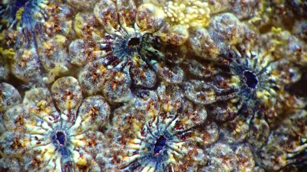Botryllus Schlosseri 별접기 Golden Star Tunicate 아시리아인으로 알려져 식민지 시대의 — 비디오