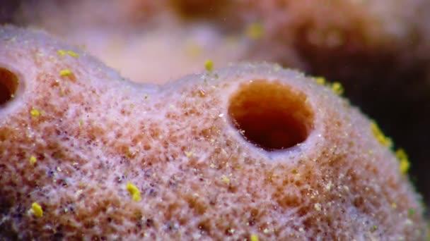 Roze Zeespons Halichondria Spongia Riffen Zwarte Zee — Stockvideo