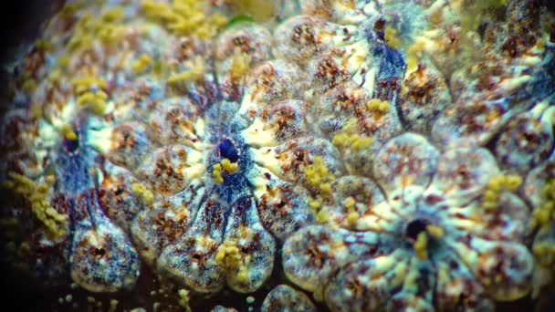 Close Botryllus Schlosseri Golden Star Tunicate Vulgarmente Conhecido Como Estrela — Vídeo de Stock