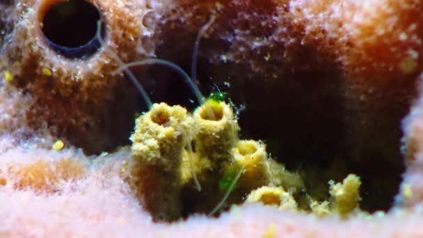 Marine Worm Polychaete Trăiește Într Tub Mănâncă Detritus Burete Haliclona — Videoclip de stoc