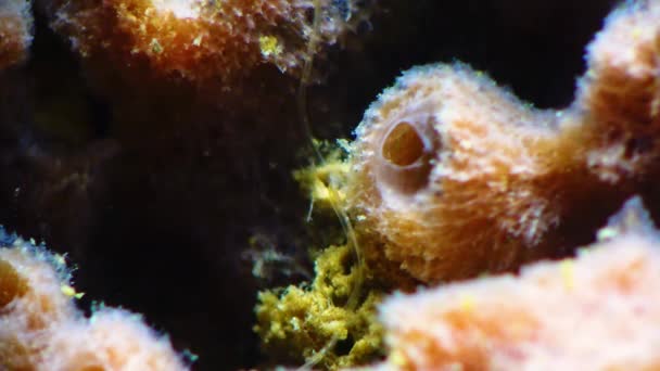 海洋性のワームポリケートは チューブに住んでいて 悪魔を食べる スポンジハリコナ黒海 — ストック動画