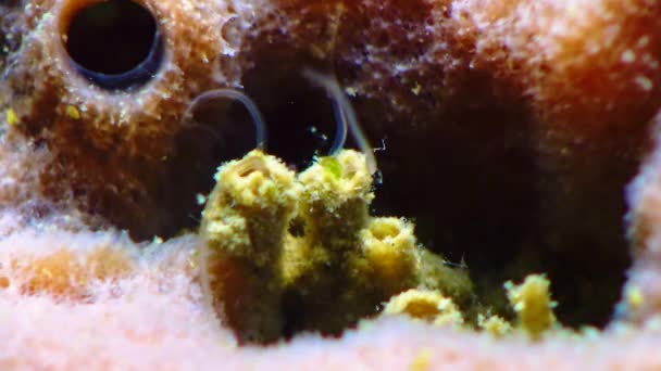 Mořský Červ Polychaete Žije Trubici Odpadky Houba Haliclona Černé Moře — Stock video