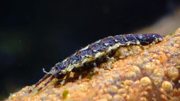Idotea Balthica 一种海洋 Isopod 甲壳类 Idotea 类家庭 Idoteidae Isopoda — 图库视频影像